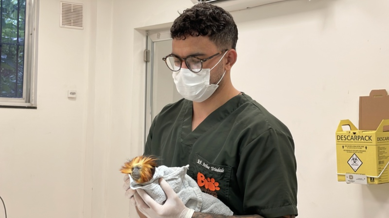  Um novo encontro pela conservação: BioParque do Rio recebe mico-leão-de-cara-dourada para formar casal da espécie
