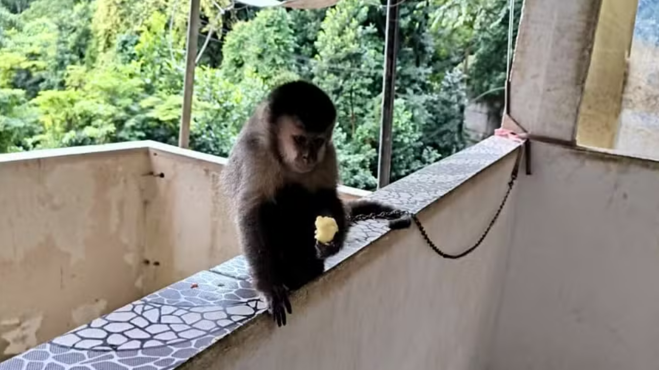 Macaco-prego é resgatado de cativeiro ilegal em Santa Teresa