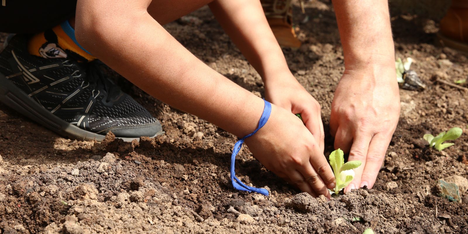 Entidades cobram ações de agroecologia nas eleições em São Paulo