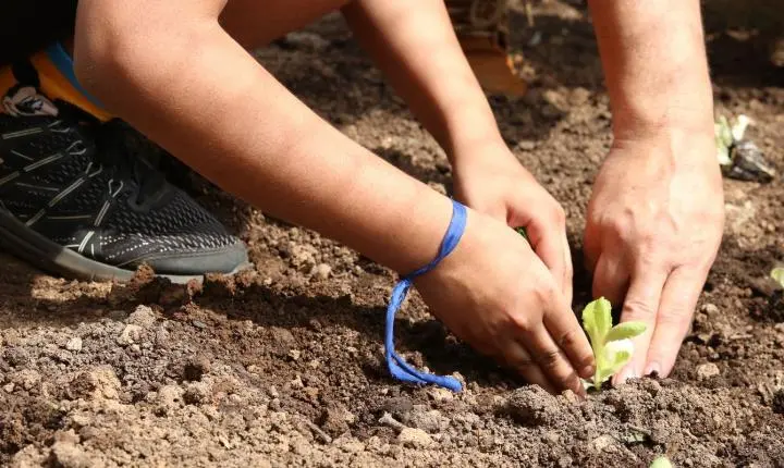 Entidades cobram ações de agroecologia nas eleições em São Paulo